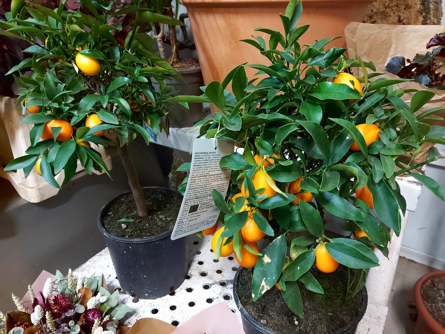 Arbol de Kumquat (Naranjo enano chino)