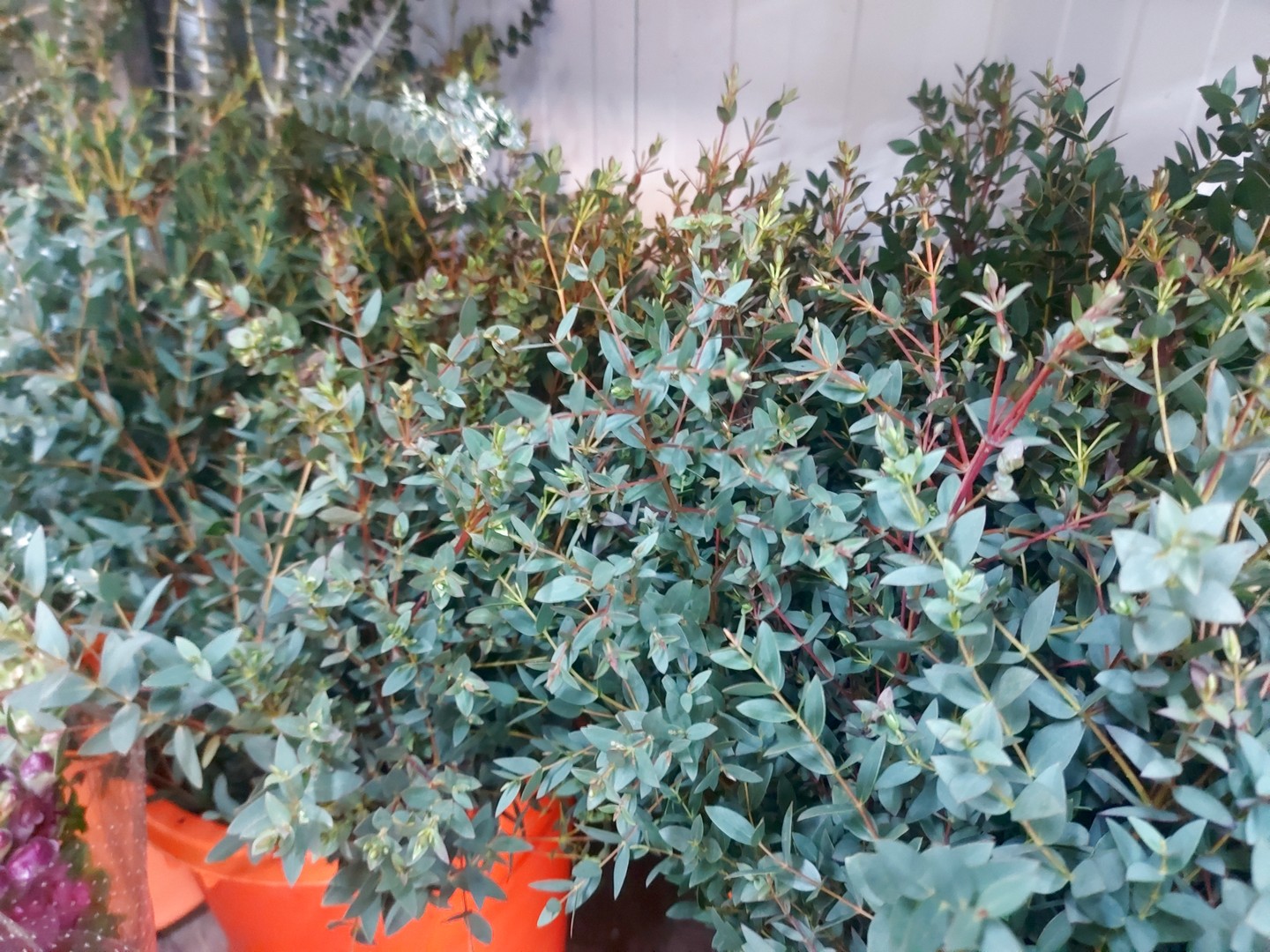 Eucaliptus parvifolia
