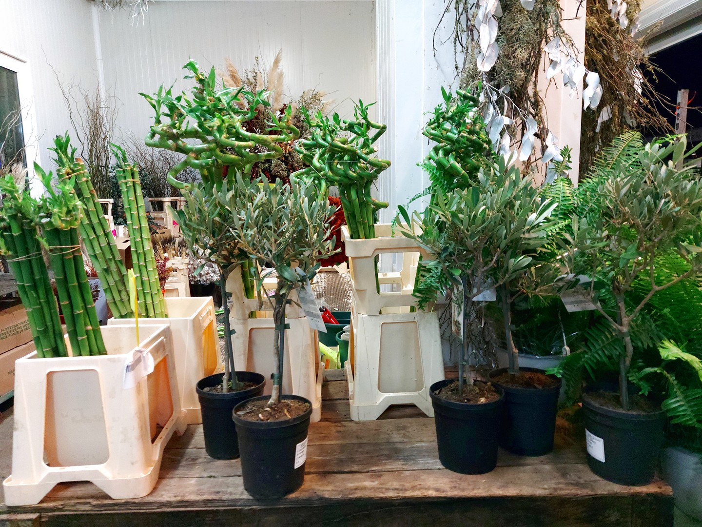 Olivos en planta y Lucky Bambu